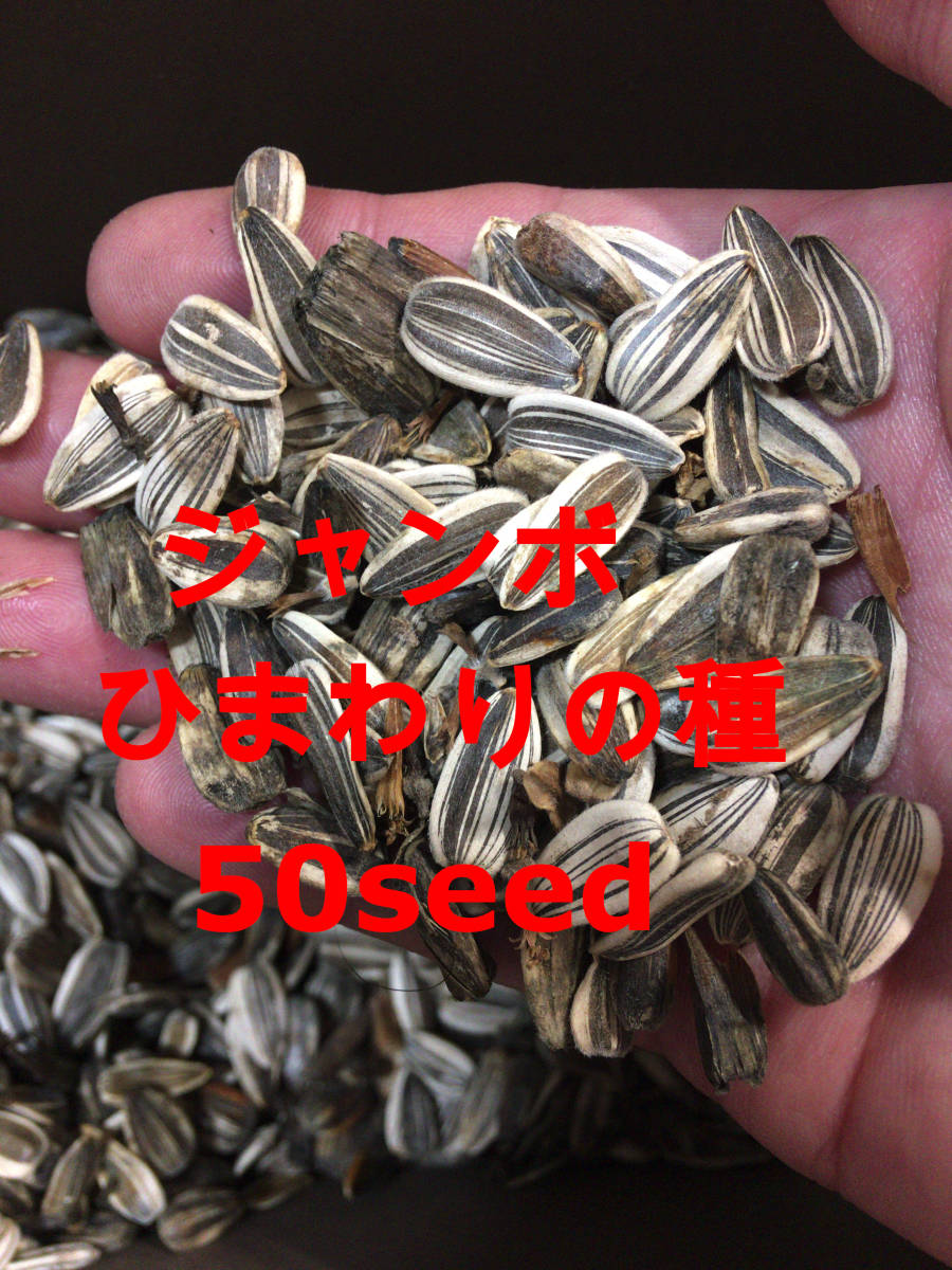 ジャンボ ひまわりの種 50粒 食用 おつまみ 種子の画像1