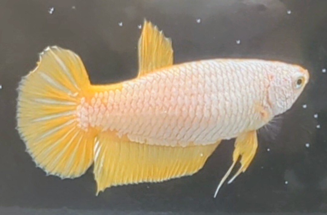 [... Chan FARM]( betta *Betta)N-9 light yellow gold * Dragon scale PK ( female *)