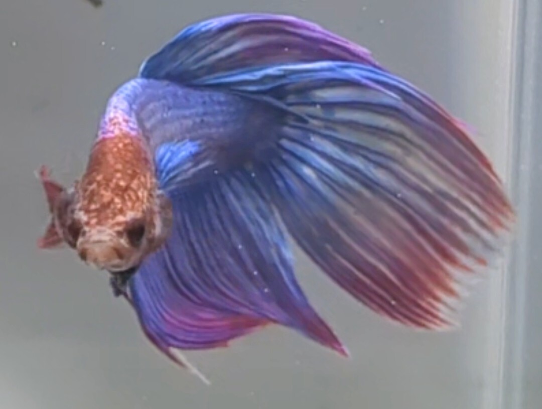 [... Chan FARM]( betta *Betta)M-11 sele sa* Sakura pink * turtle rear * Misty - Gris  cell VT ( male *)*SALE*