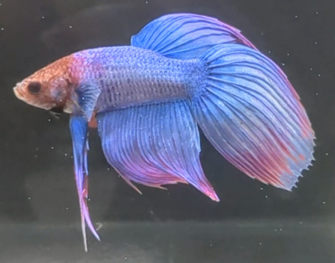 [... Chan FARM]( betta *Betta)M-11 sele sa* Sakura pink * turtle rear * Misty - Gris  cell VT ( male *)*SALE*