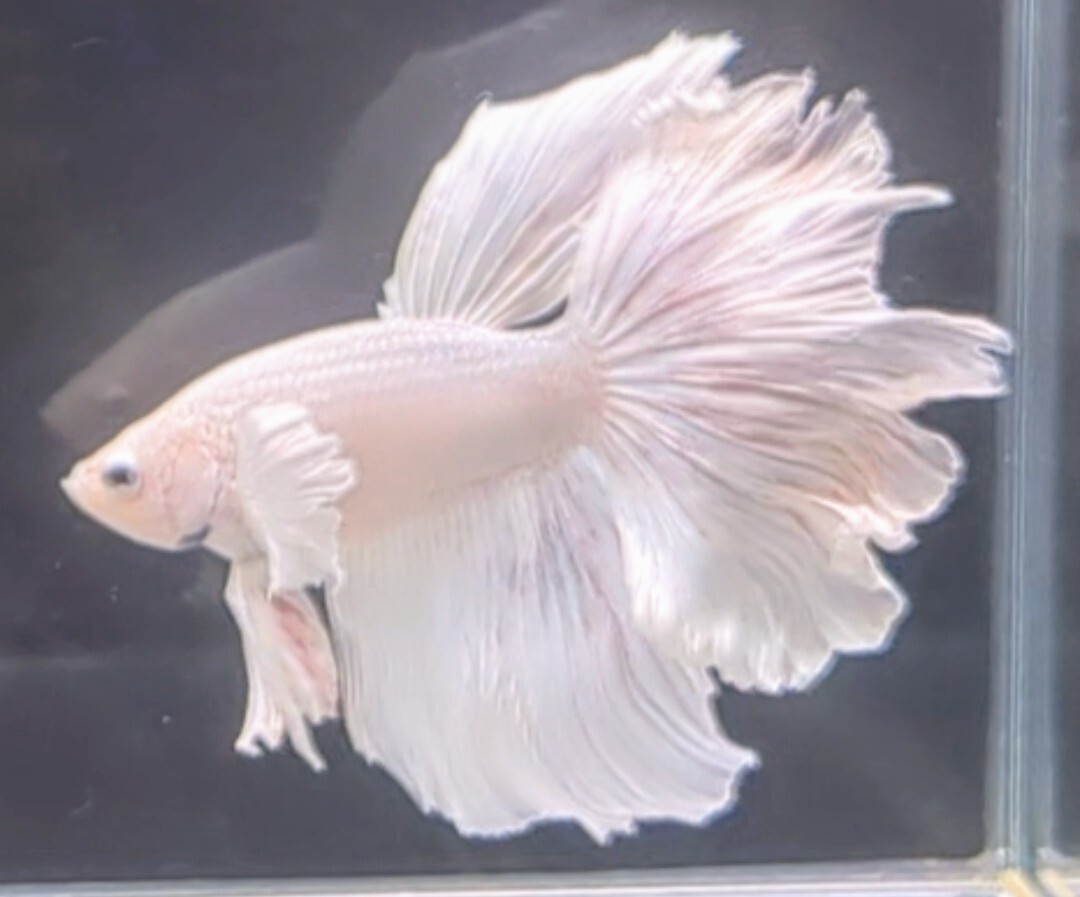 【ほっぺちゃんFARM】〈ベタ・Betta〉P-3 オペックホワイト・スーパーダンボHM (オス♂)☆SALE☆_画像3