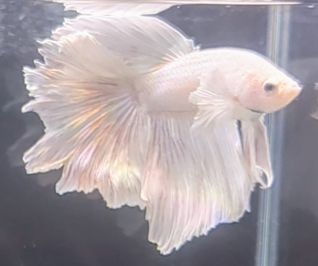 【ほっぺちゃんFARM】〈ベタ・Betta〉P-3 オペックホワイト・スーパーダンボHM (オス♂)☆SALE☆_画像4