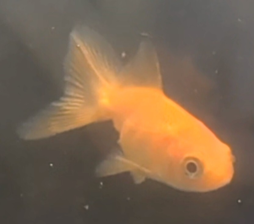 【ほっぺちゃんFARM】〈金魚・Gold fish〉Mix金魚・仲良し2匹セット(Bセット)☆SALE☆_画像1