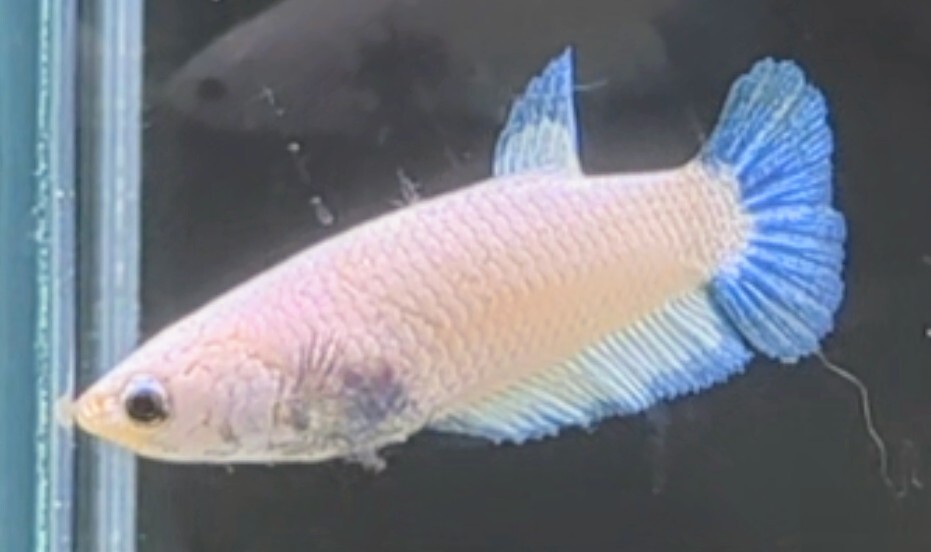 [... Chan FARM]( betta *Betta)O-10 pastel * blue rim PK ( female *)