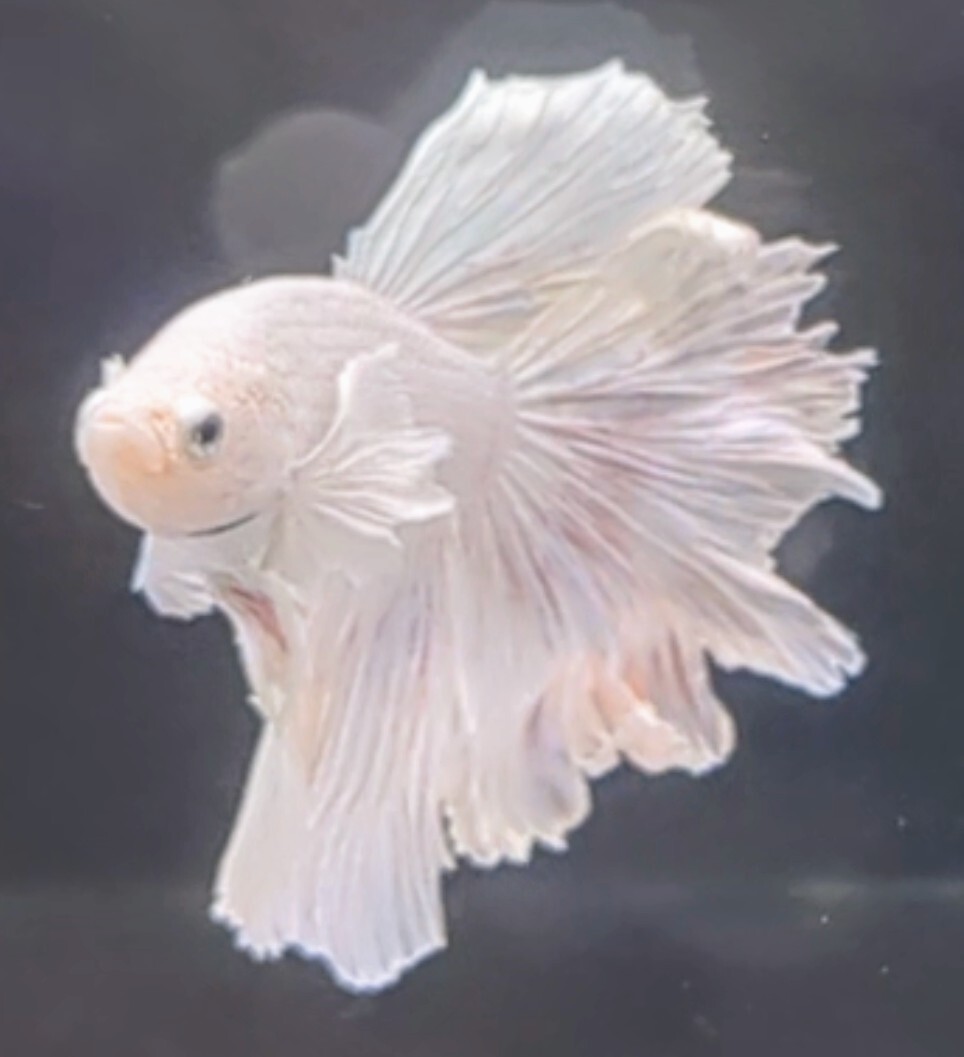 【ほっぺちゃんFARM】〈ベタ・Betta〉P-3 オペックホワイト・スーパーダンボHM (オス♂)☆SALE☆_画像6