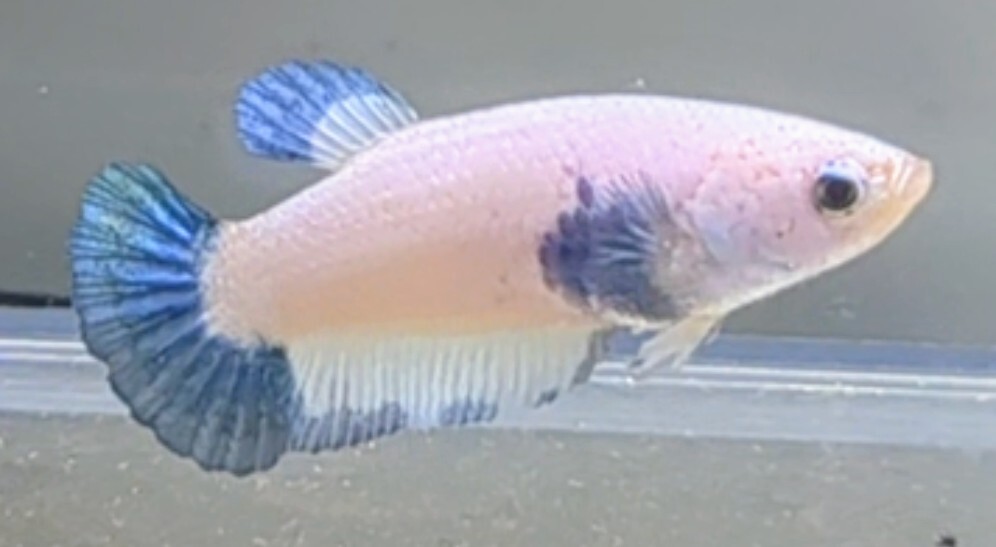 [... Chan FARM]( betta *Betta)O-10 pastel * blue rim PK ( female *)