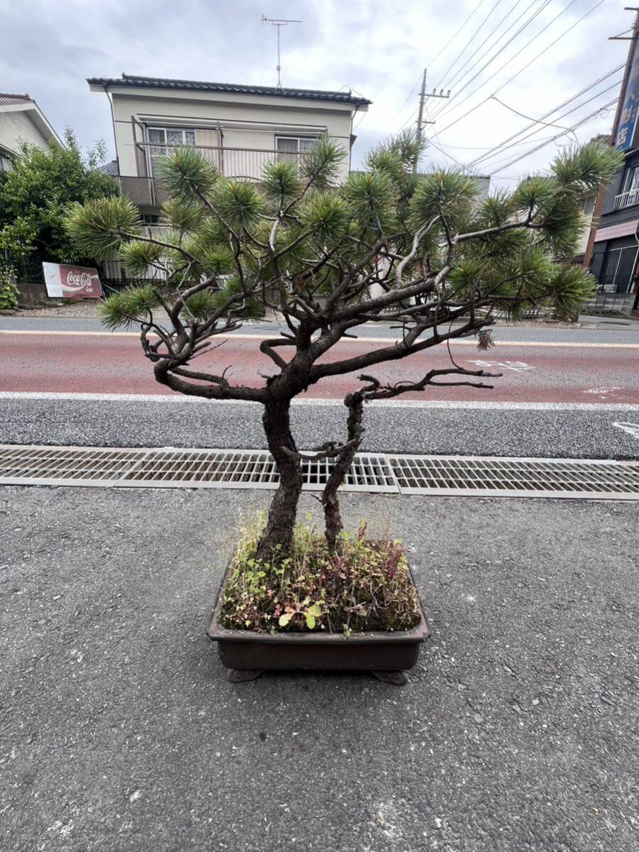 * popular bonsai peace pot middle goods bonsai ... leaf pine real raw BONSAI Club shohin bonsai pattern tree genuine Kashiwa bonsai genuine Kashiwa Rhododendron indicum . leaf pine pine plum 