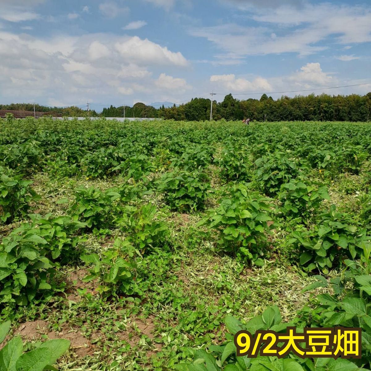 自然栽培　幻の大豆『八天狗』1kg 熊本県産