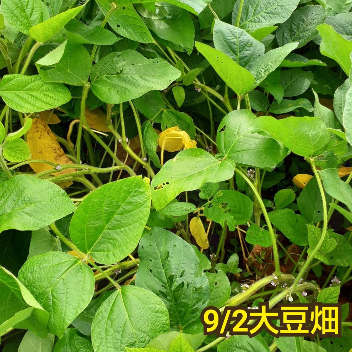 自然栽培　幻の大豆『八天狗』1kg 熊本県産