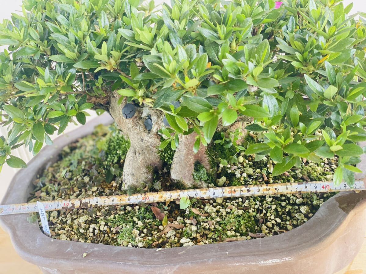 皐月盆栽 寿光 樹高約25cm 幹周り約52cmの画像8