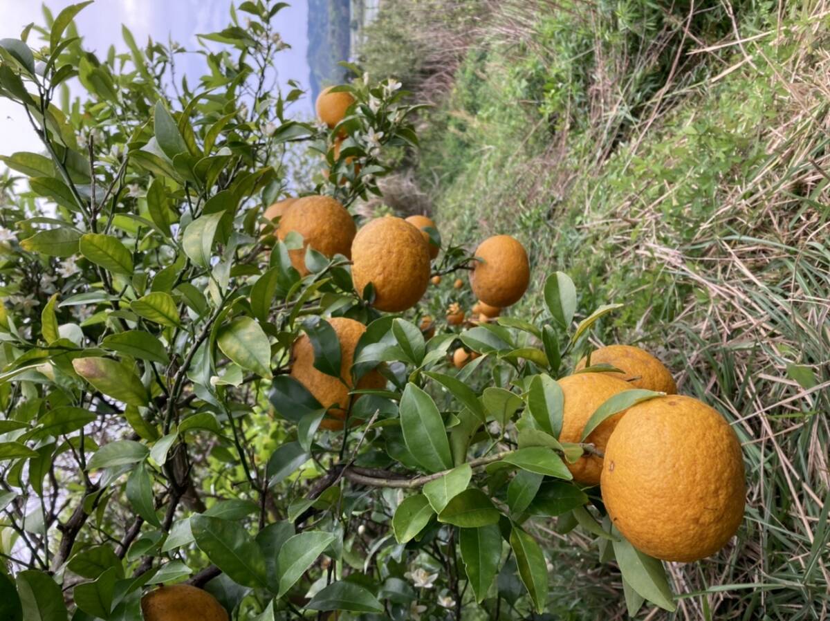 愛媛県産木なり甘夏みかん農薬・化学肥料・除草剤不使用10kg(箱込み)