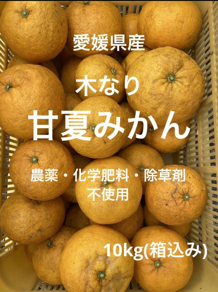 愛媛県産木なり甘夏みかん農薬・化学肥料・除草剤不使用10kg(箱込み)