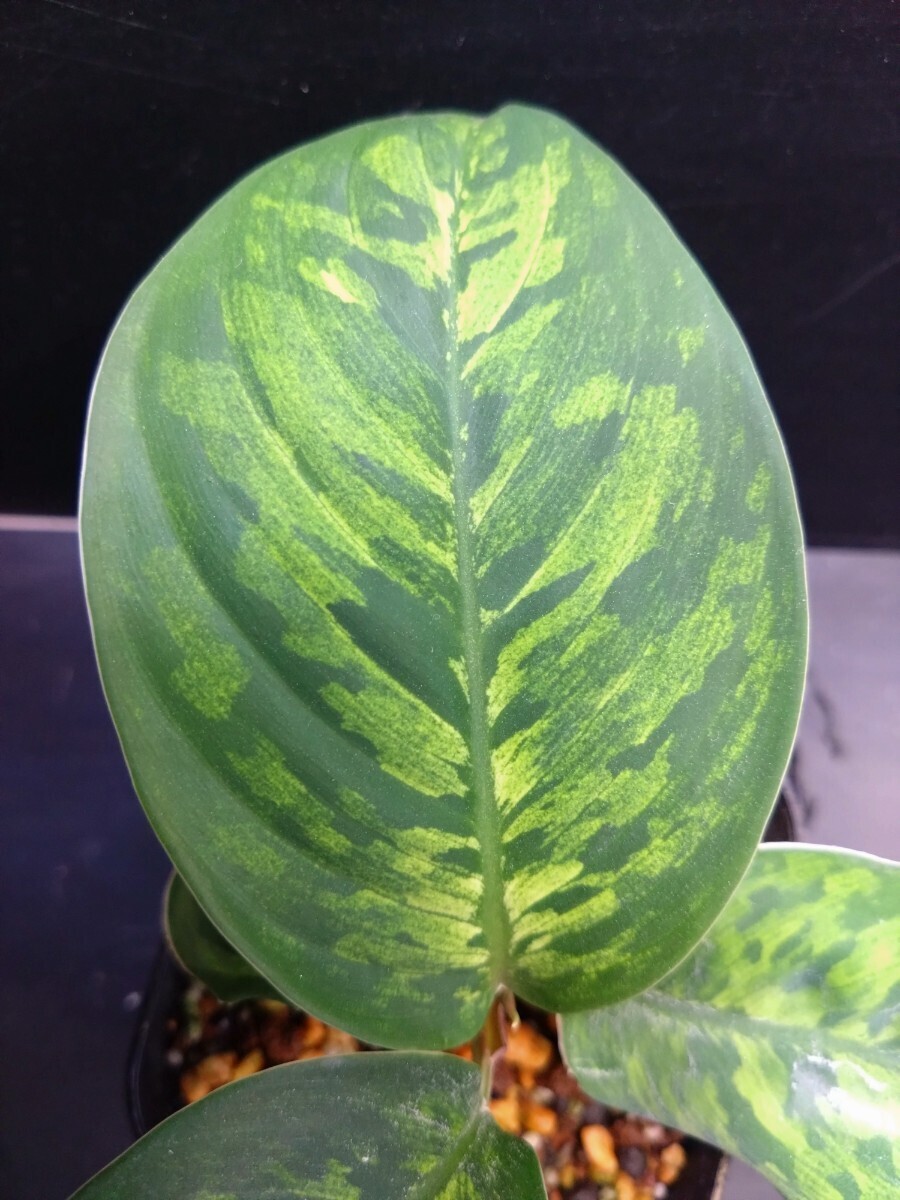 Homalomena wallisii　ホマロメナ　ワリシー_出品株