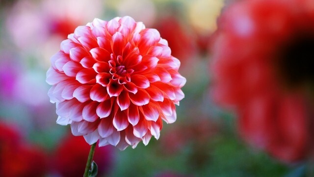 タネから育てるダリア　ポンポン咲き　ミックス　　花の種_画像4