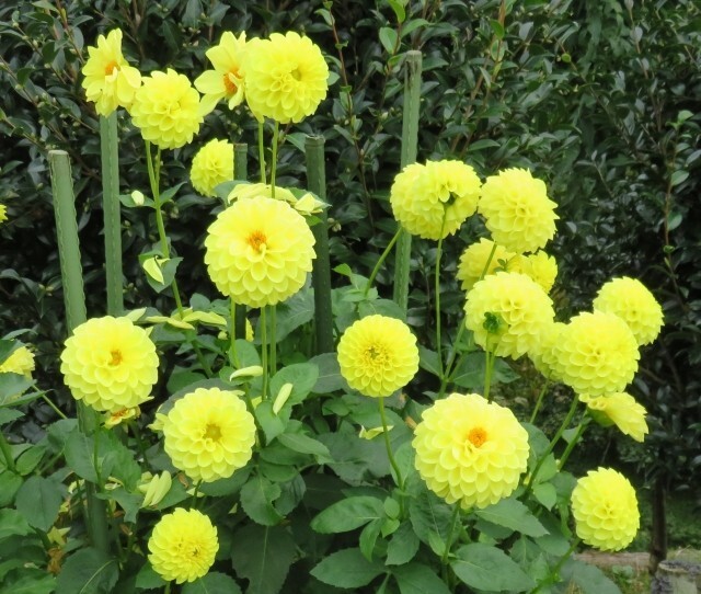 タネから育てるダリア　ポンポン咲き　ミックス　　花の種_画像7