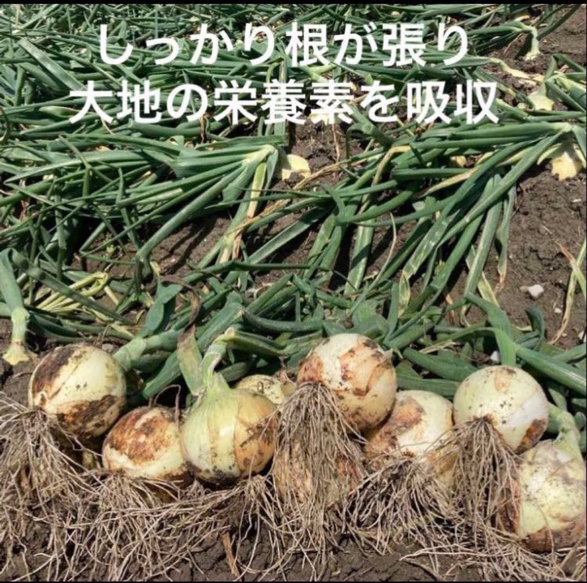 淡路島産新玉ねぎ 3kg 高糖度 新たまねぎ 新玉葱 新タマネギ