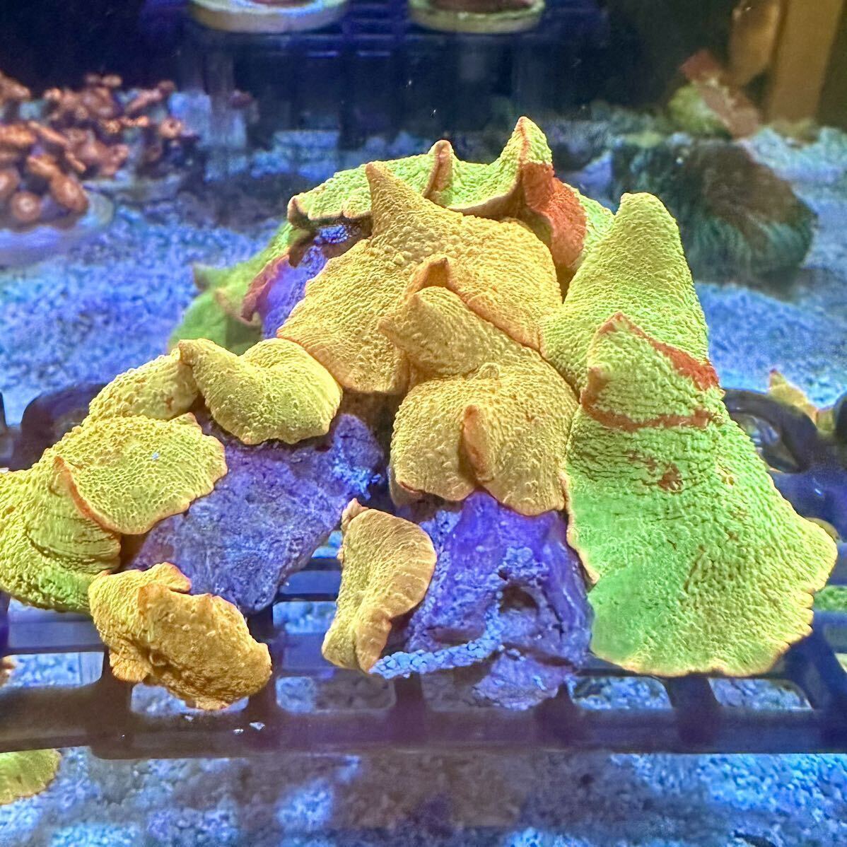 ジョーブレーカー サンゴ ディスクコーラル アクアリウムの画像1