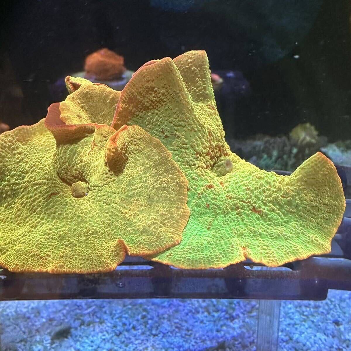 ジョーブレイカー サンゴ ディスクコーラル アクアリウムの画像3