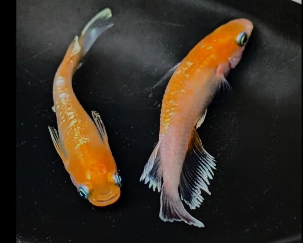 レッドクリフ紅白 稚魚 #改良メダカ レッドクリフ紅白 S SSサイズ稚魚 10匹 メダカの飼い方室内 メダカの飼い方 メダカの飼い方屋外_画像1