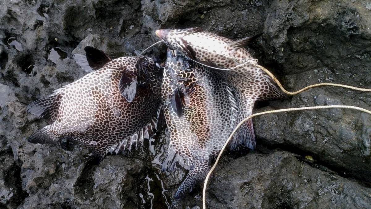 300匹　磯ガニ　冷凍イソカニ　Lサイズ　　石鯛　イシガキダイ　黒鯛　アイナメにも_伊豆大島での釣果です