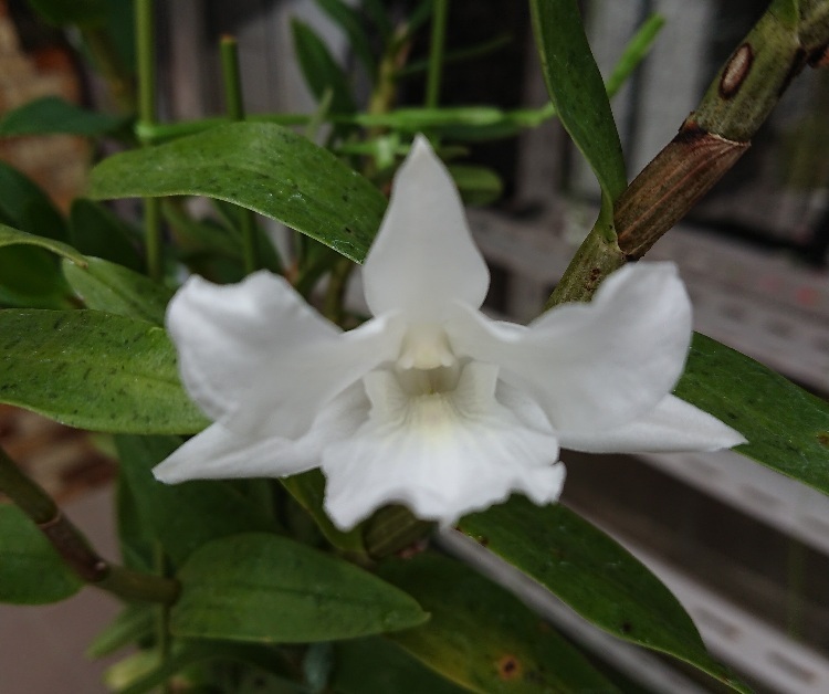 洋蘭　デンドロ　Den.lowii × Den.parthenium　現在開花間近の蕾付き_別株で咲いた参考写真
