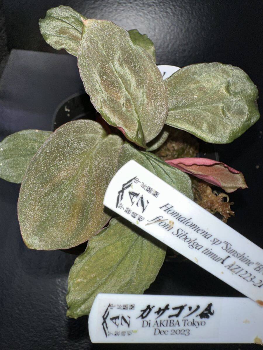 AZ便 Homalomena sp. SunShine BNN from Sibolga timur【AZ1223-2】 ホマロメナ　熱帯植物_画像1