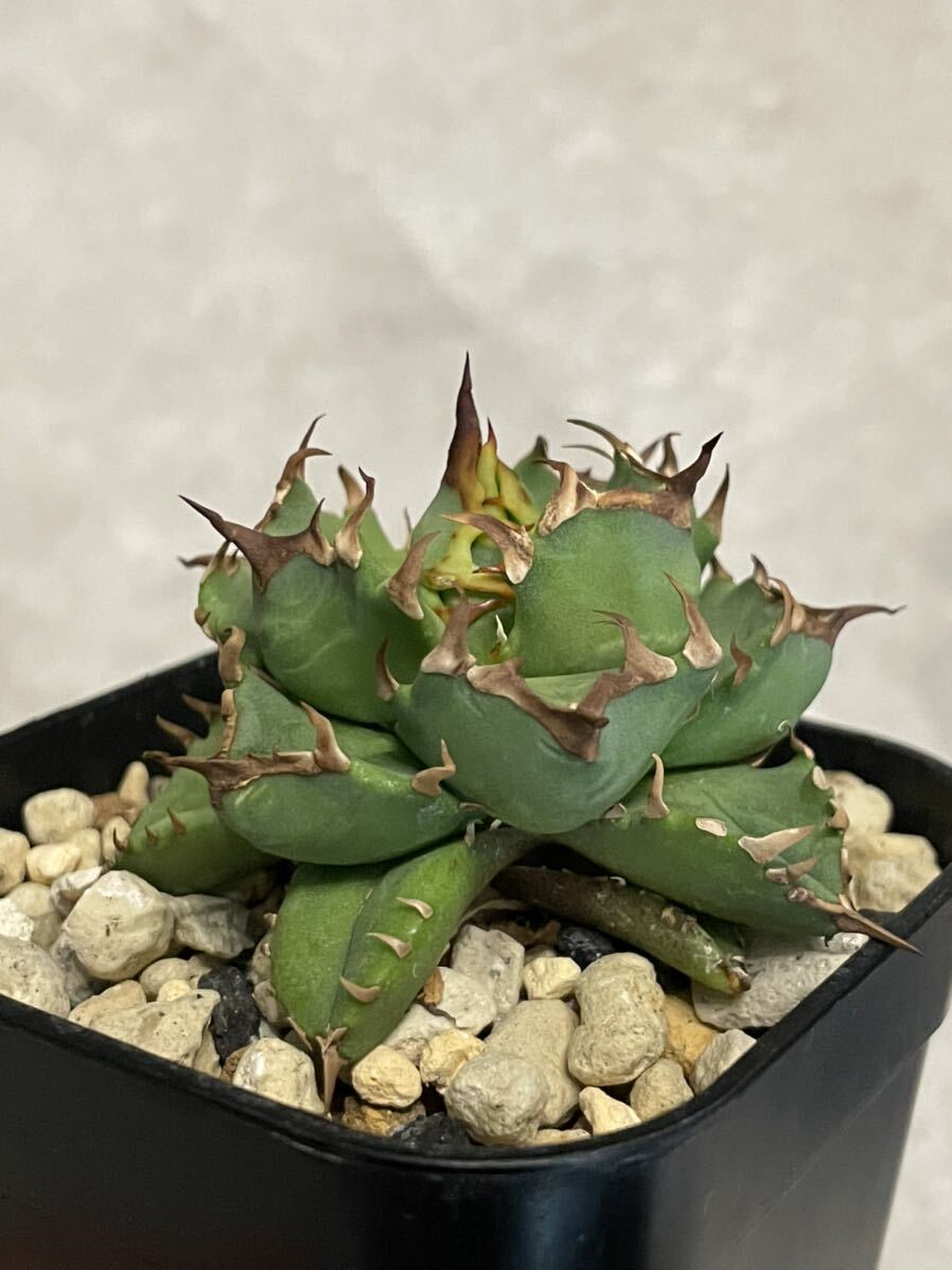 Agave Titanota Oteroiアガベ　チタノタ　オテロイ_画像2