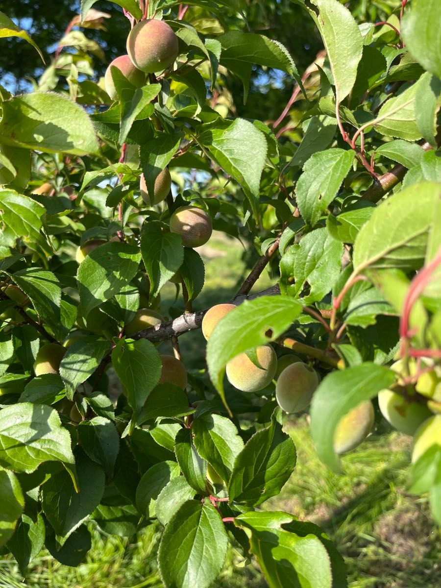 【訳あり】青梅 約1キロ　完全無農薬！