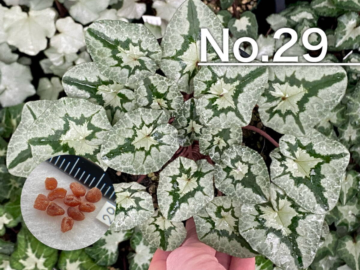 [ семена ]No.29 ( последний лот ). вид цикламен персидский C. hederifolium 10 шарик 