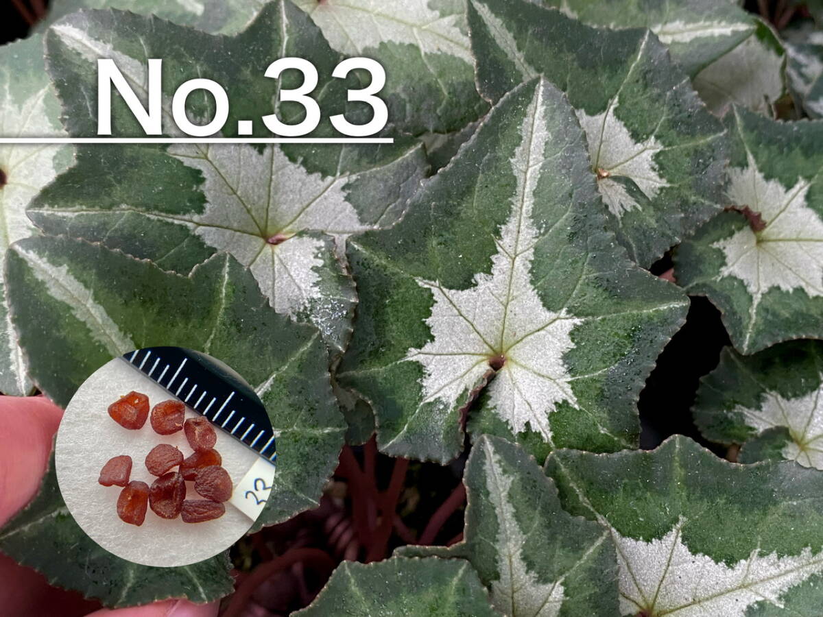 【種子】No.33 (最終出品) 原種シクラメン C. hederifolium １０粒_画像1