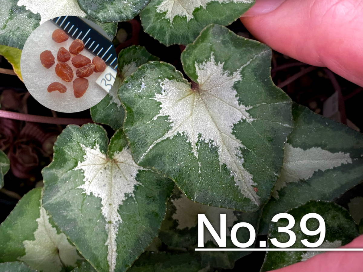 【種子】No.39 (最終出品) 原種シクラメン C. hederifolium １０粒_画像1