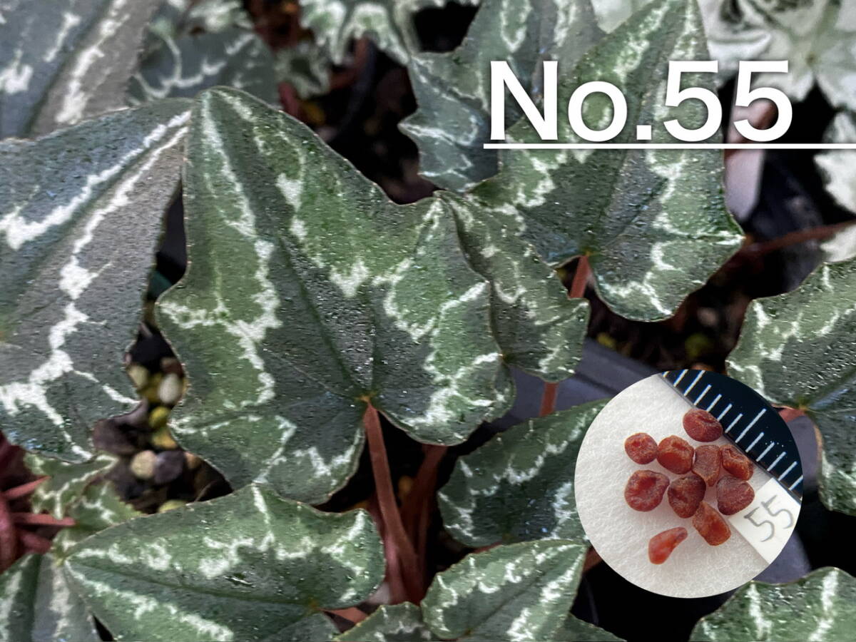 【種子】No.55 (最終出品) 原種シクラメン C. hederifolium １０粒_画像1
