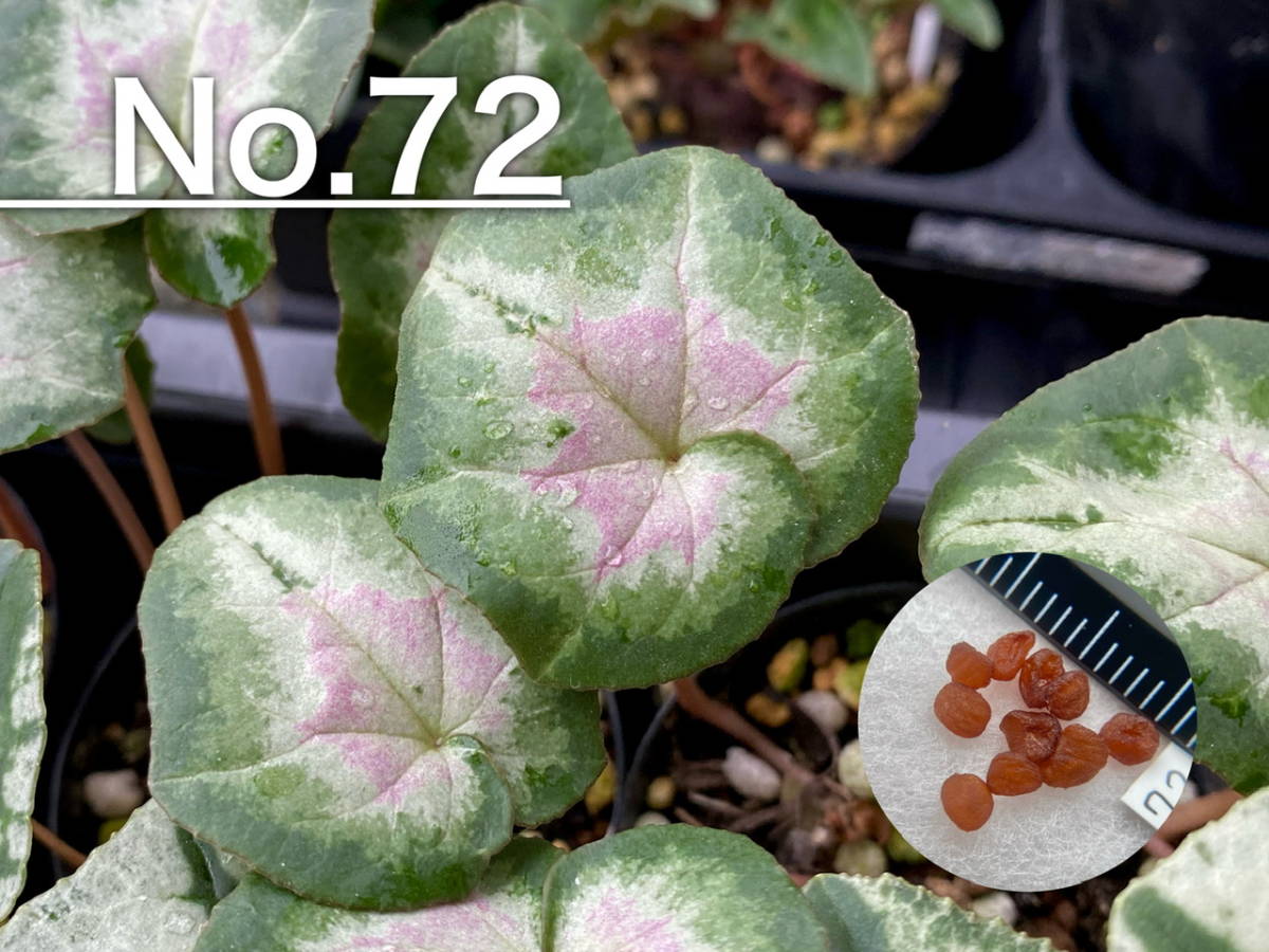 [ семена ]No.72 ( последний лот ). вид цикламен персидский C. hederifolium 10 шарик 