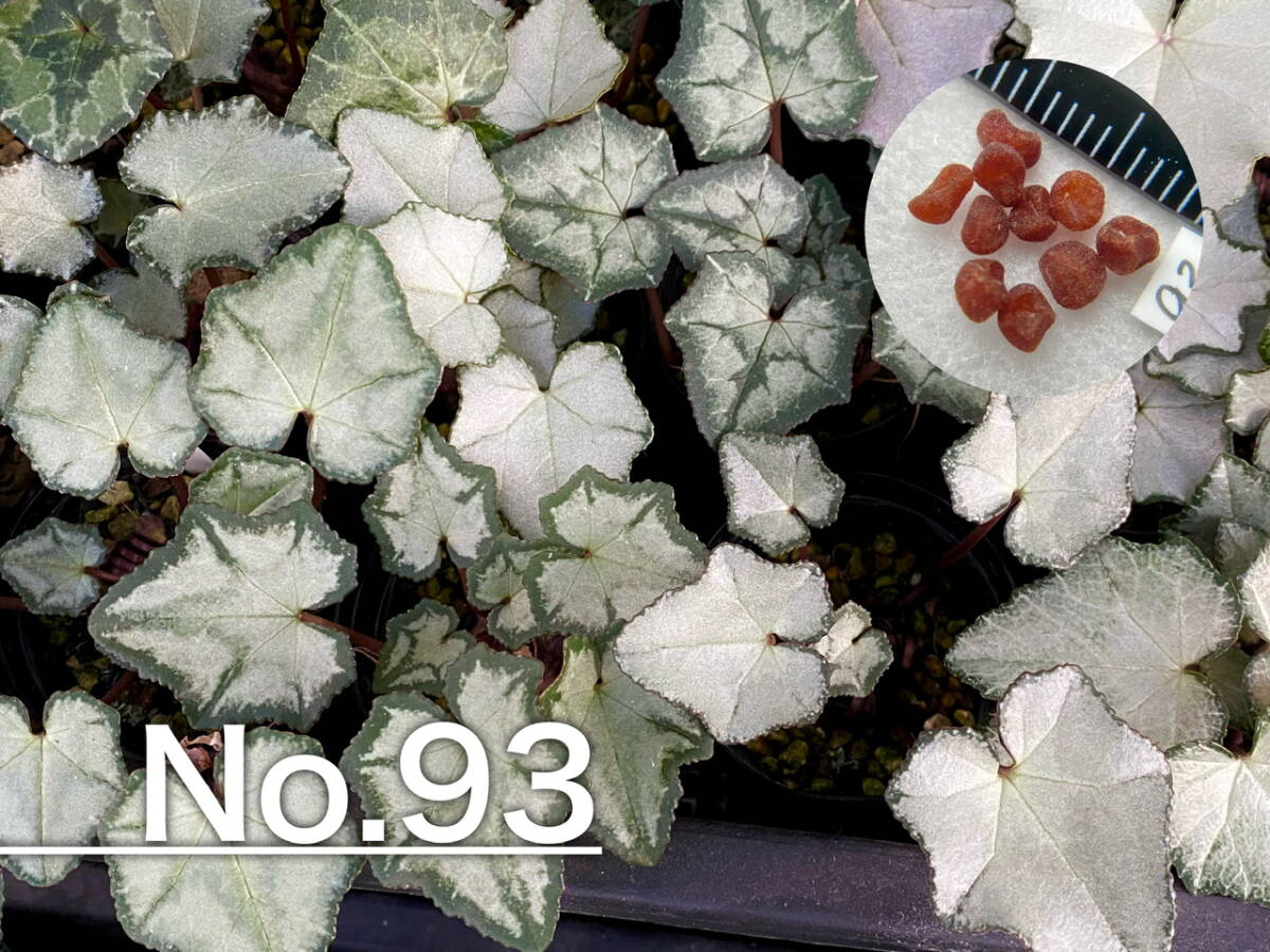 【種子】No.93 (最終出品) 原種シクラメン C. hederifolium subsp. crassifolium Leonidi formよりmix １０粒_画像1