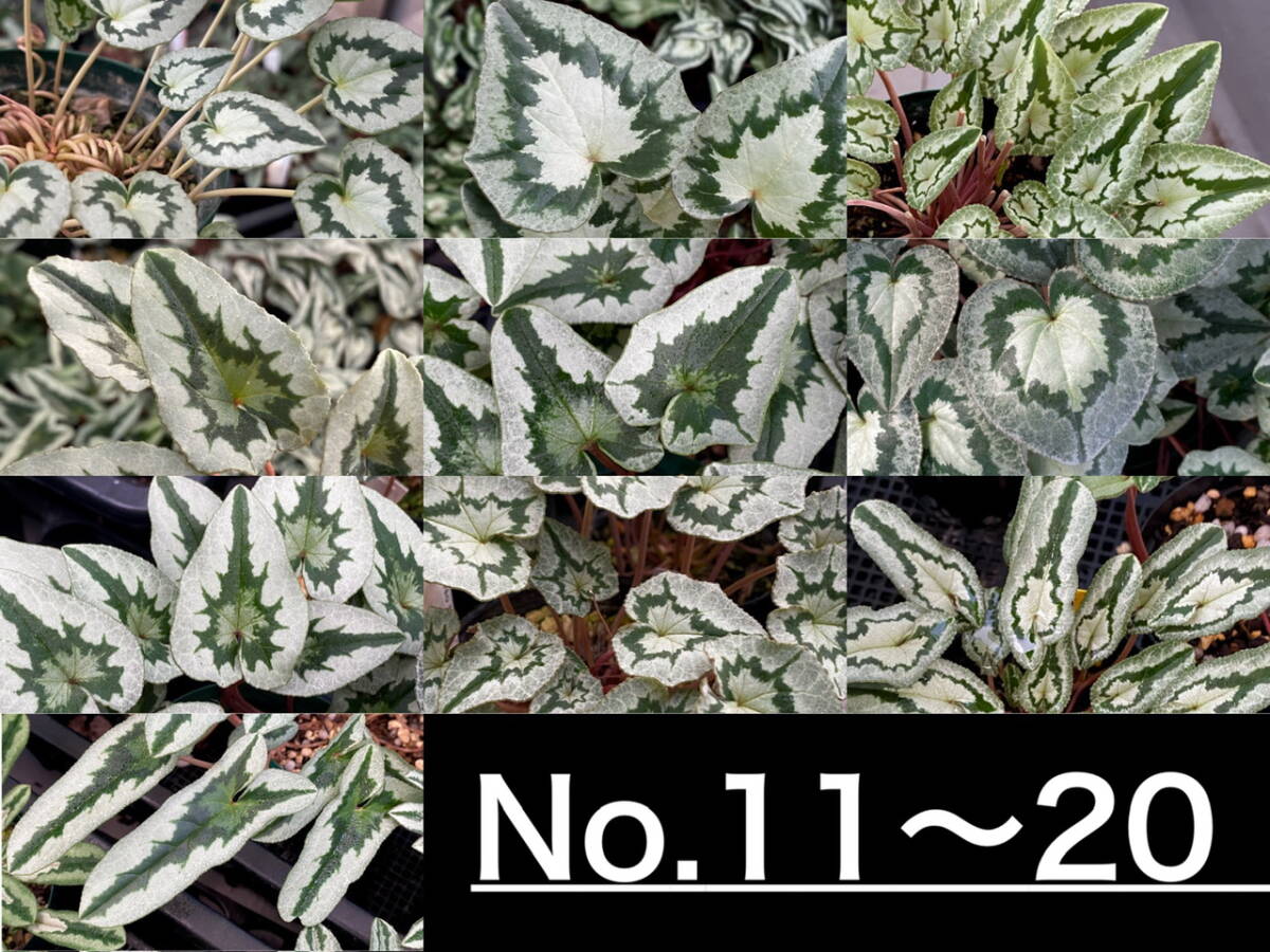 [ семена ]( последний лот ). вид цикламен персидский C. hederifolium mixed 100 шарик 