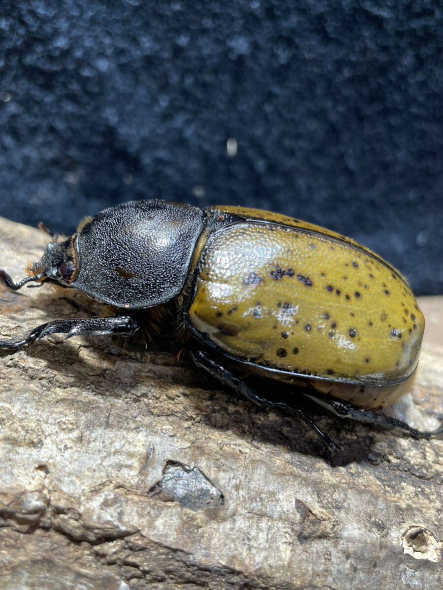 [ととファーム]N91 マヤシロカブト　成虫ペア♂93mm♀67mm CBF1 マヤシロ_画像6