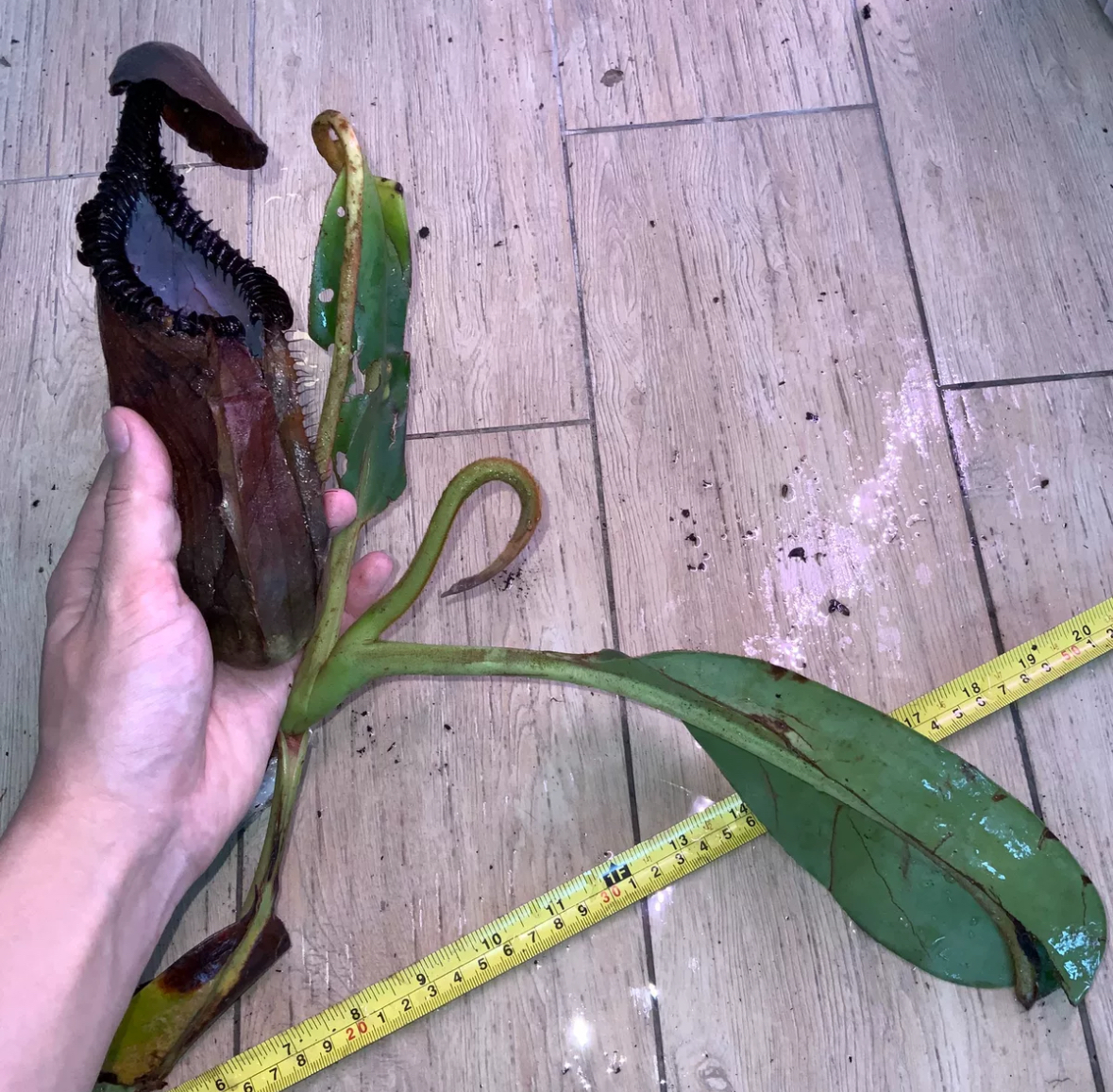 NO.1 （食虫植物）Nepenthes macrophylla ネペンテス　マクロフィラ　株分け 未発根_画像2