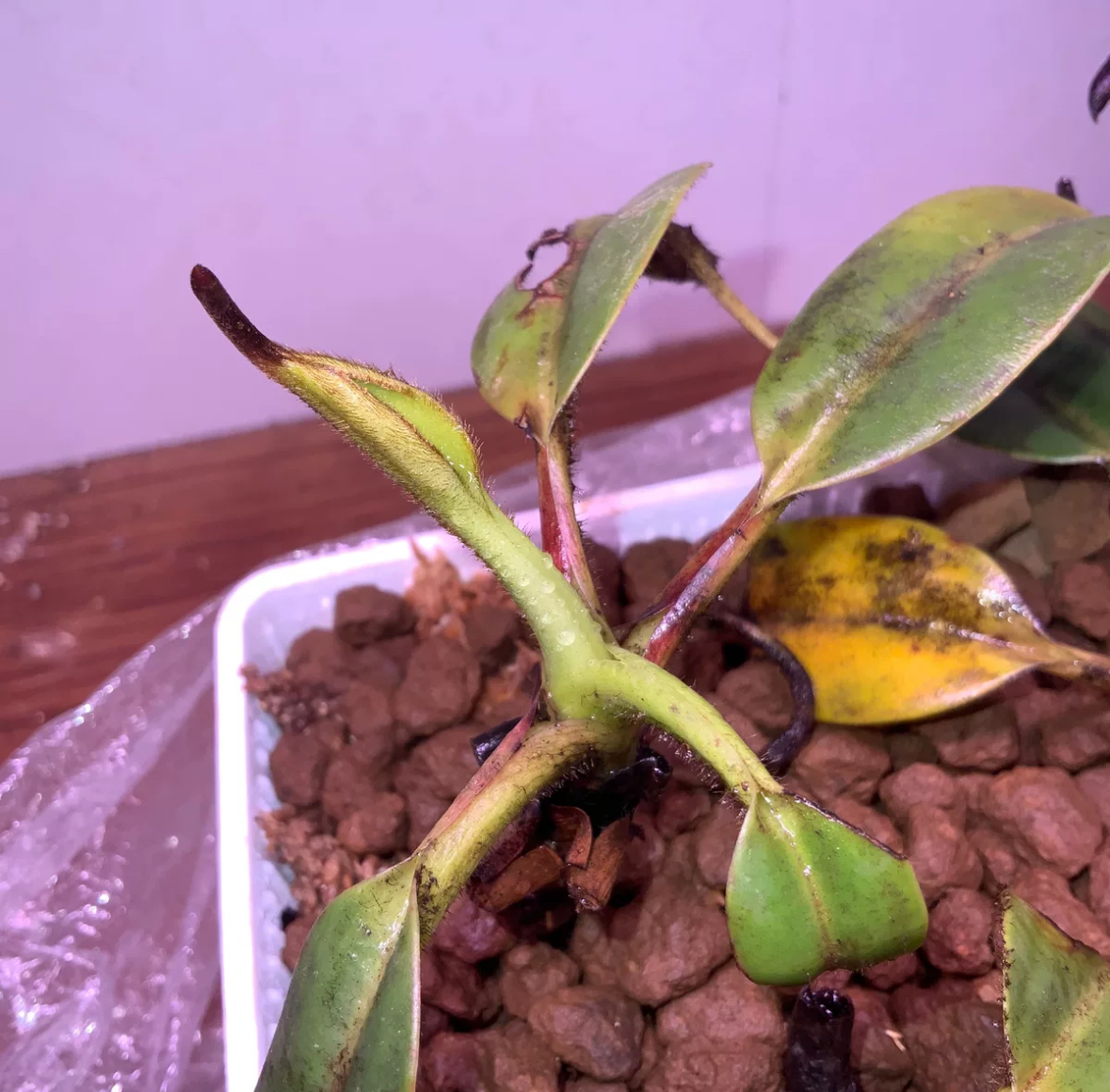 NO.4 （食虫植物）Nepenthes villosa ウツボカズラ ネペンテス 四苗まとめ_画像4