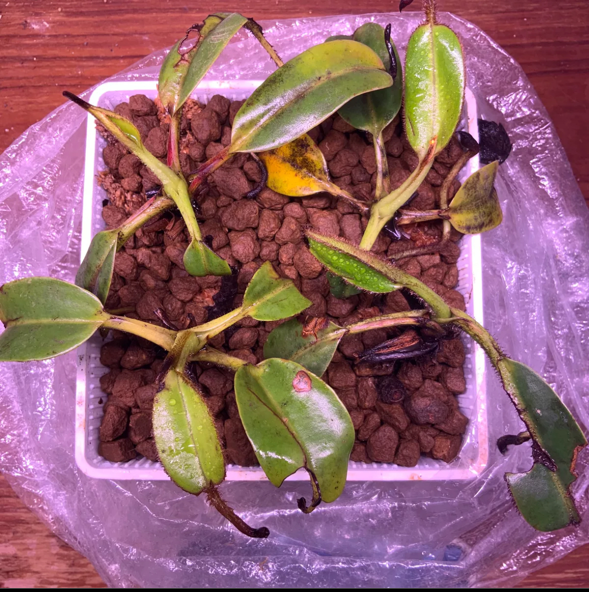 NO.4 （食虫植物）Nepenthes villosa ウツボカズラ ネペンテス 四苗まとめ_画像1