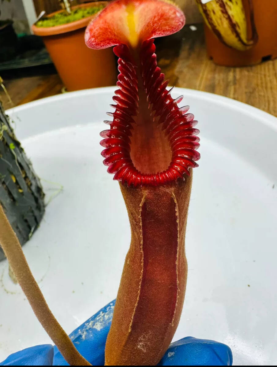 NO.4( meal insect plant ) Nepenthes edwardsianautsubokazla Nepenthes 