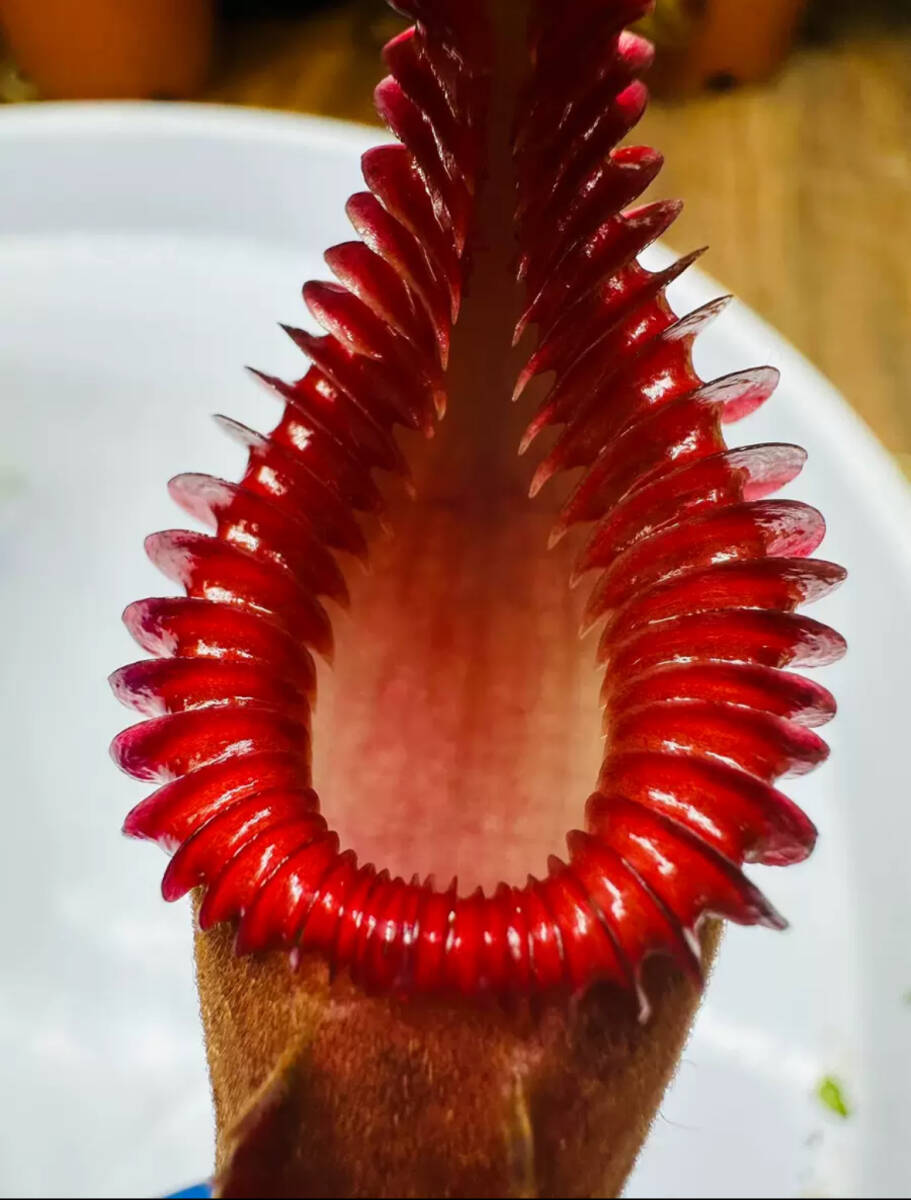 NO.4( meal insect plant ) Nepenthes edwardsianautsubokazla Nepenthes 