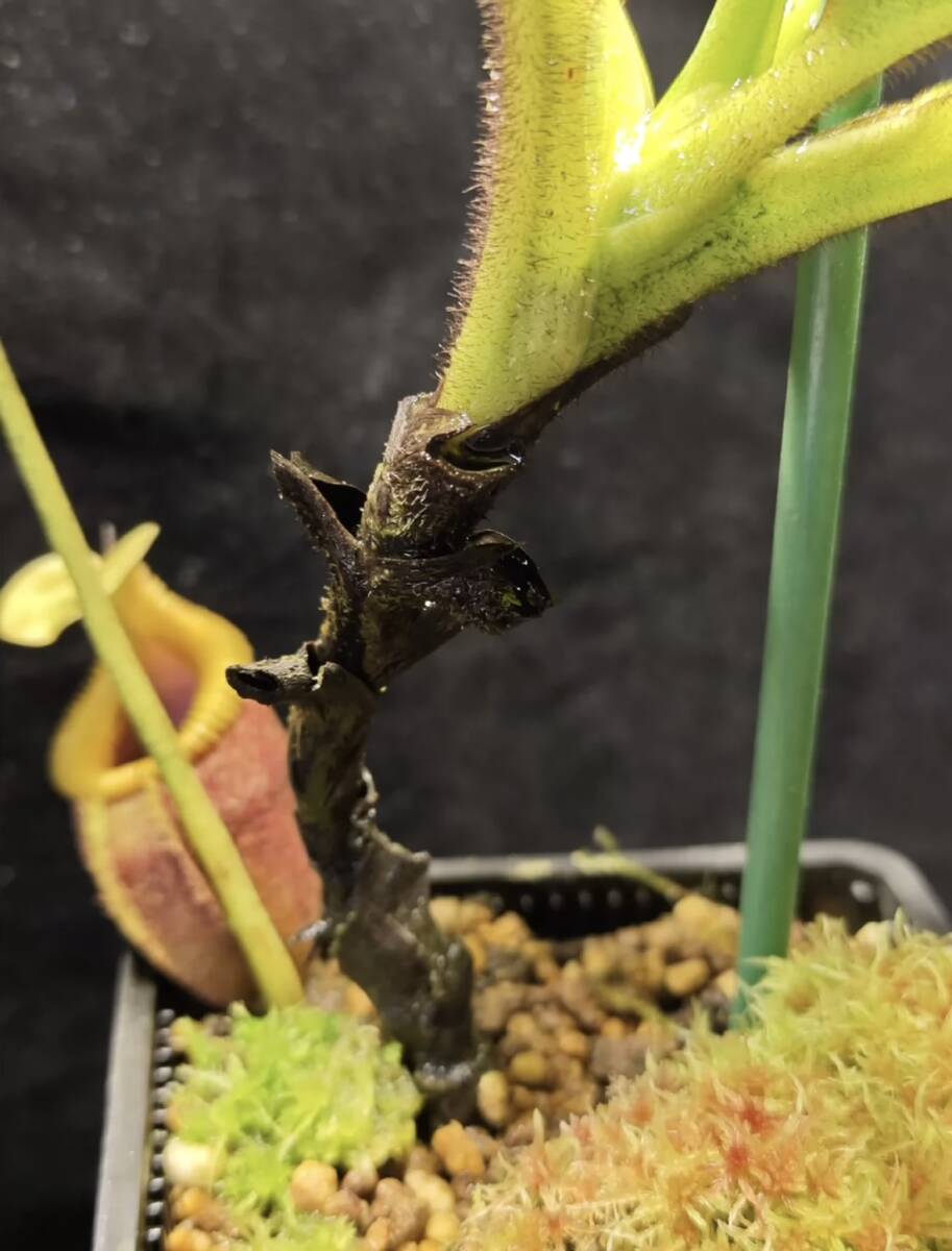 NO.1 （食虫植物）Nepenthes villosa 大株　成株 ウツボカズラ ネペンテス ビロサ_画像5