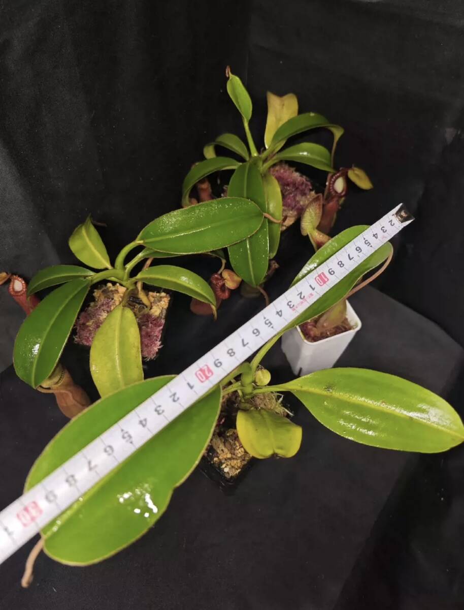 NO.2 （食虫植物）Nepenthes lowii Kinabalu ネペンテス　ローウィ　キナバル産　ウツボカズラ　_画像6