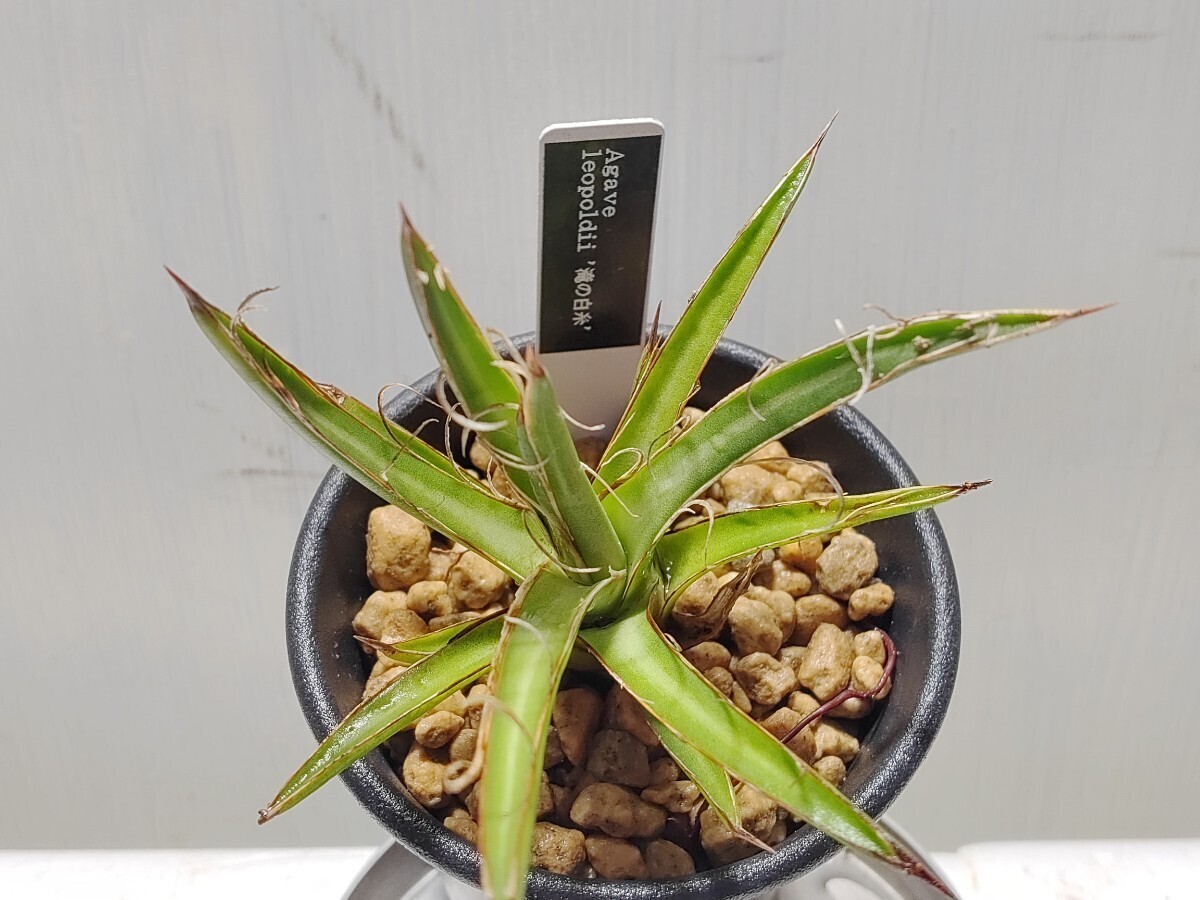  'Agave leopoldii 滝の白糸'【 送料無料】_画像4