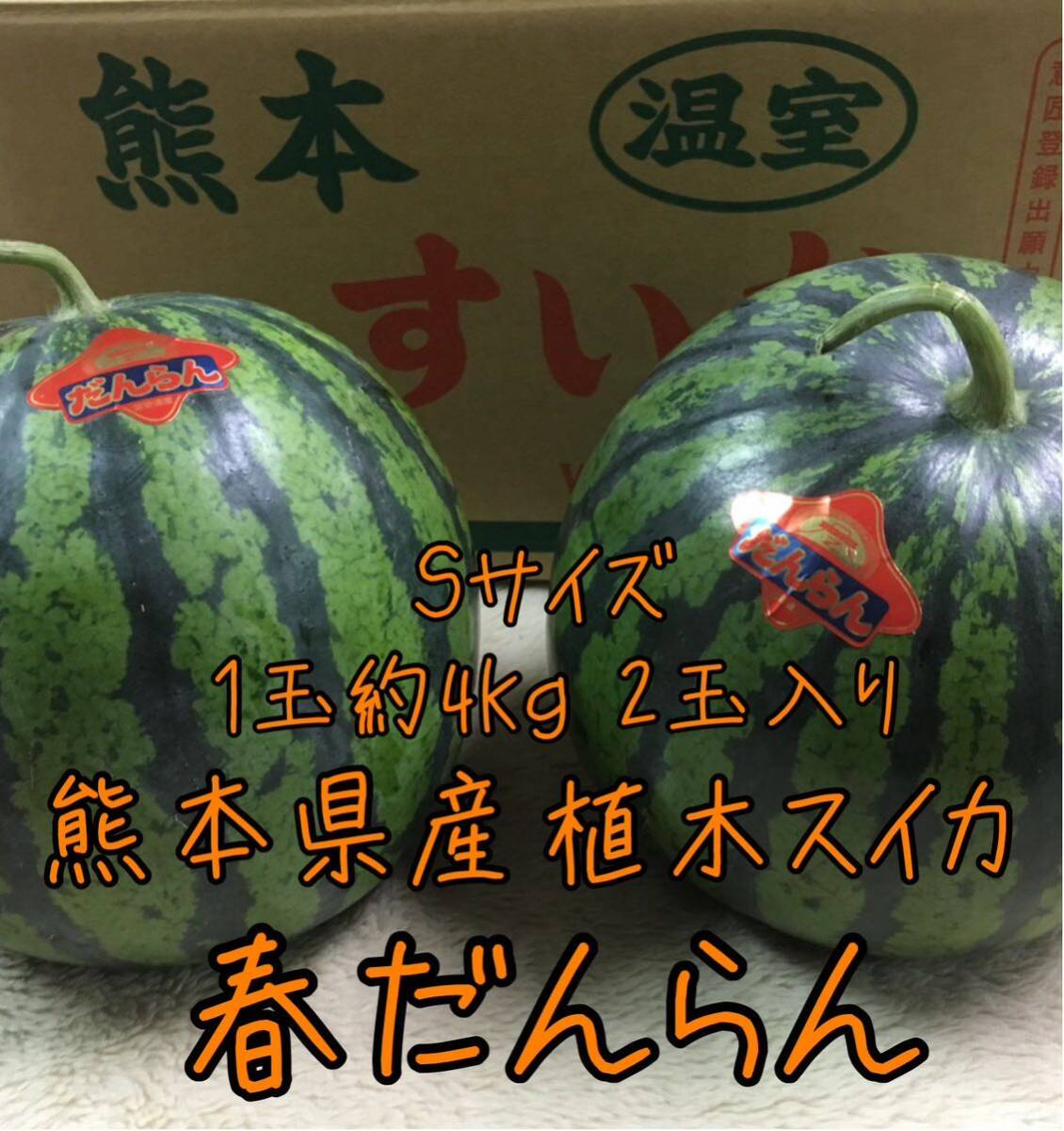 熊本県産 植木すいか Sサイズ 2玉セット♪♪_画像1