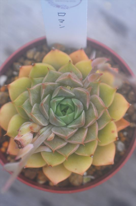 ロマン　大きめです＊多肉・多肉植物・エケベリア_画像1