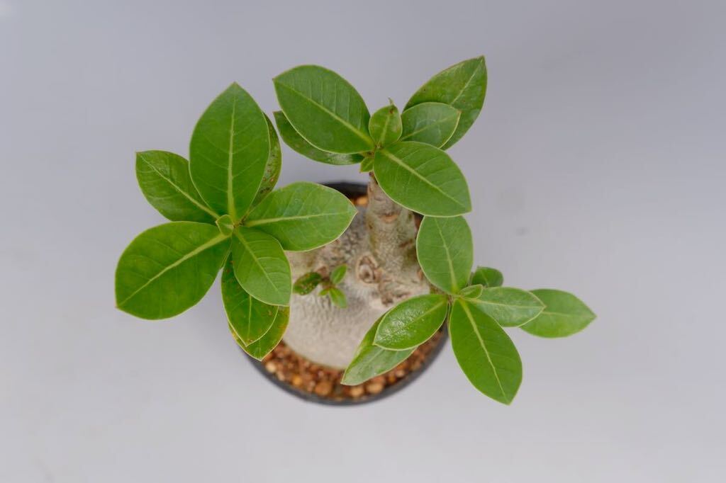 アデニウム アラビカム PNW Adenium arabicum Phet na wang実生株_画像10