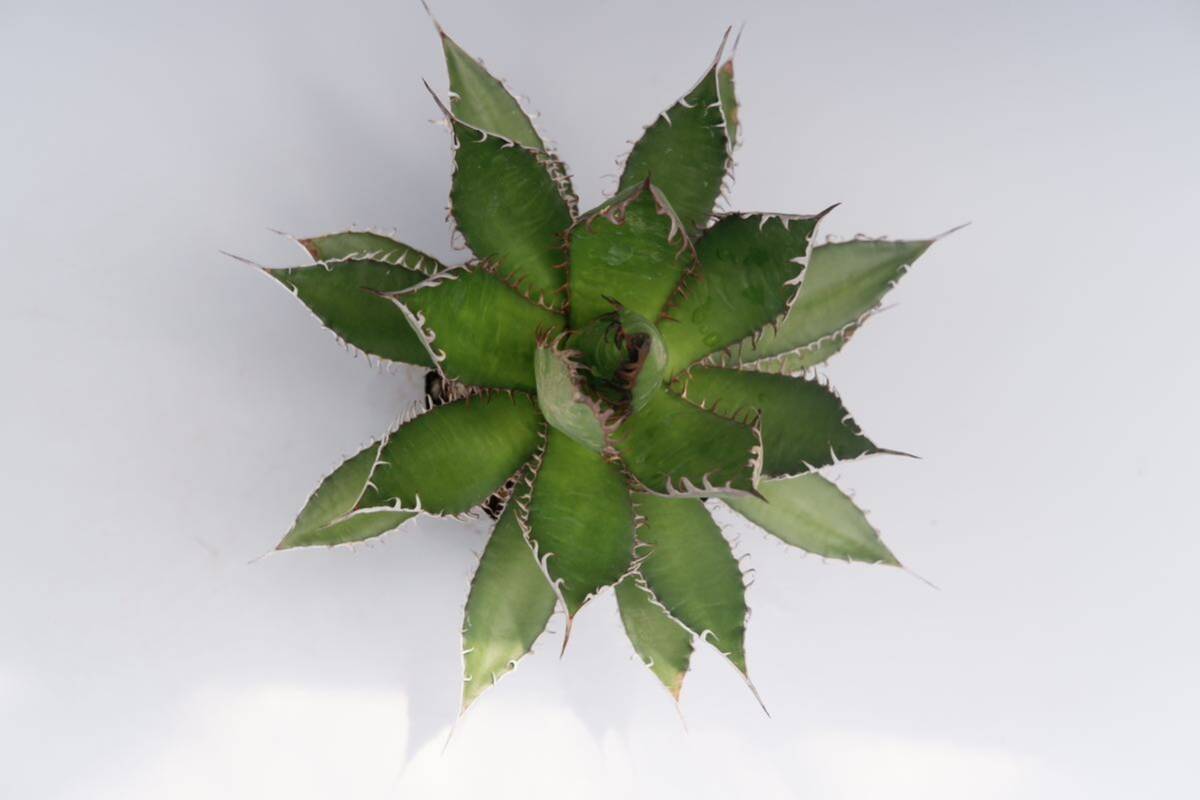 アガベ ホリダ 3号 Agave horrida_画像10