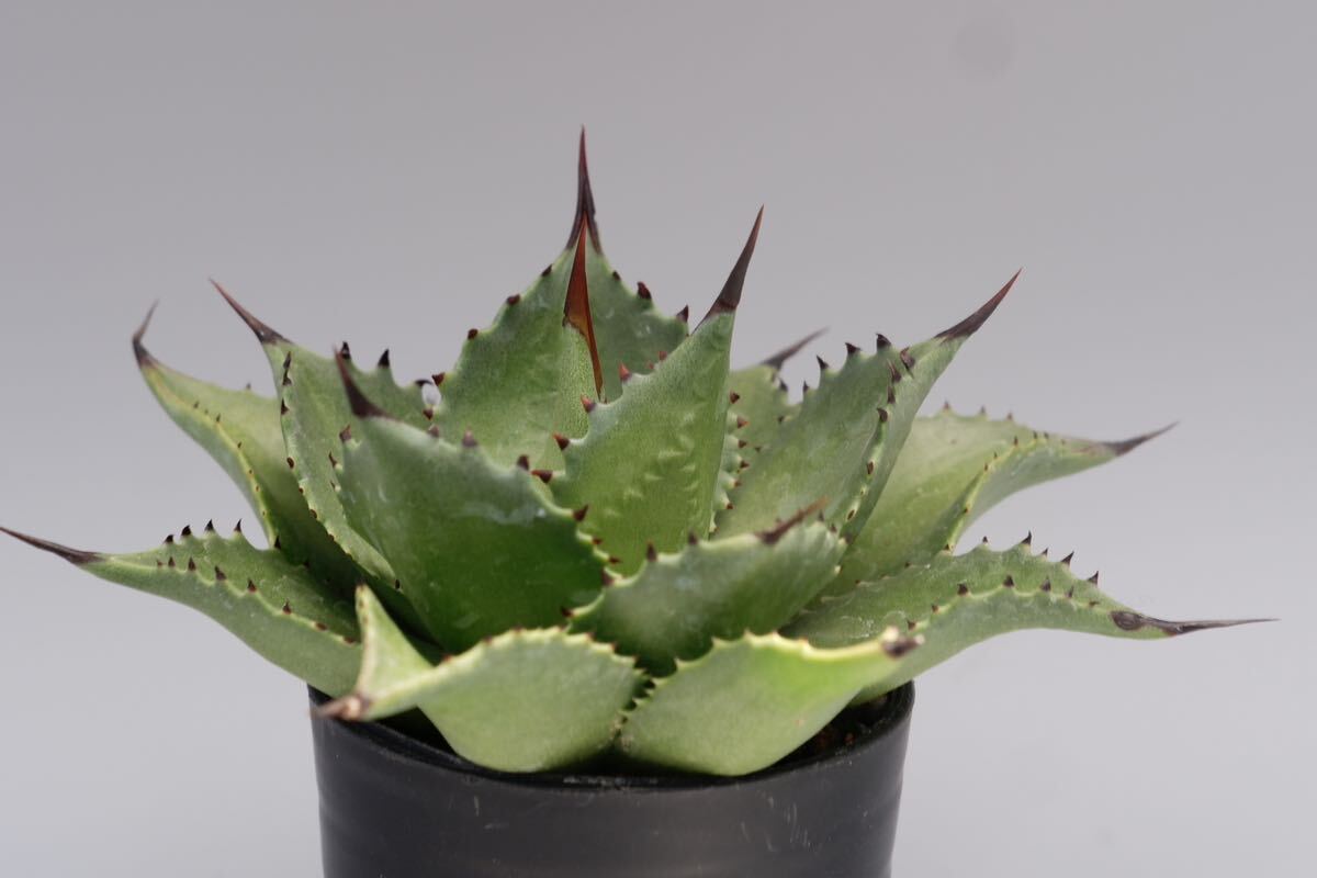 アガベ マグニフィカ 実生株② agave magnifica サロモニー_画像4