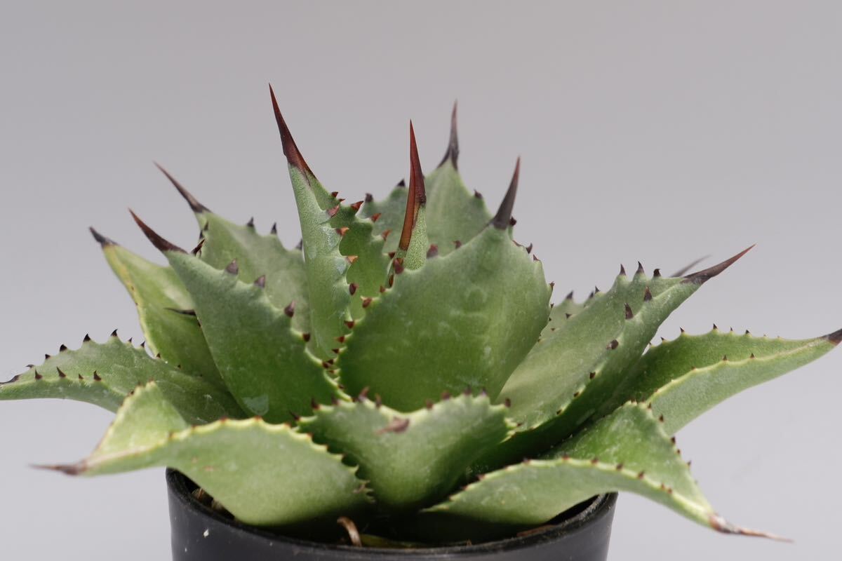 アガベ マグニフィカ 実生株② agave magnifica サロモニー_画像3